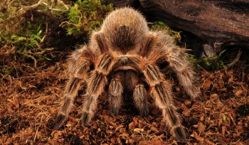 Adult Spiders for Sale