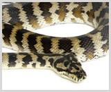 Carpet Pythons for Sale