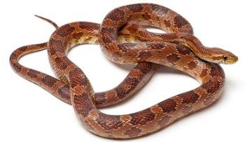 Corn Snakes for Sale