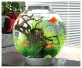 Fish Tanks for Sale