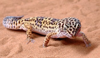 Leopard Geckos for Sale