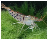 Shrimp and other Inverts for Sale