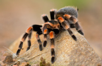 Stock lists updated at The Marp Centre