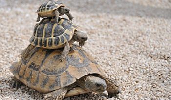 Tortoises for sale