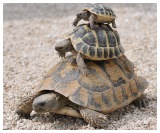 Tortoises for Sale