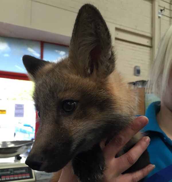 Exotics for Sale Exotic Animals Marp Centre UK Delivery