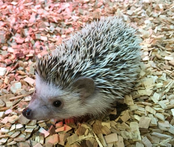 Exotics for Sale Exotic Animals Marp Centre UK Delivery