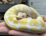 Albino Royal Python - Click to enlarge