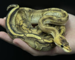 Champagne Royal Python - Click to enlarge