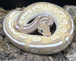 Lithium Royal Python - Click to enlarge