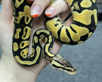 Pastel Enchi Royal Python - Click to enlarge