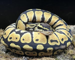 Pastel Royal Python - Click to enlarge