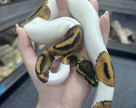 Pied Royal Python - Click to enlarge