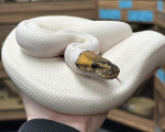 Special Pied Royal Python - Click to enlarge