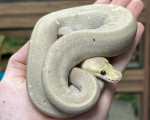 Super Cinnamon Banana Royal Python - Click to enlarge